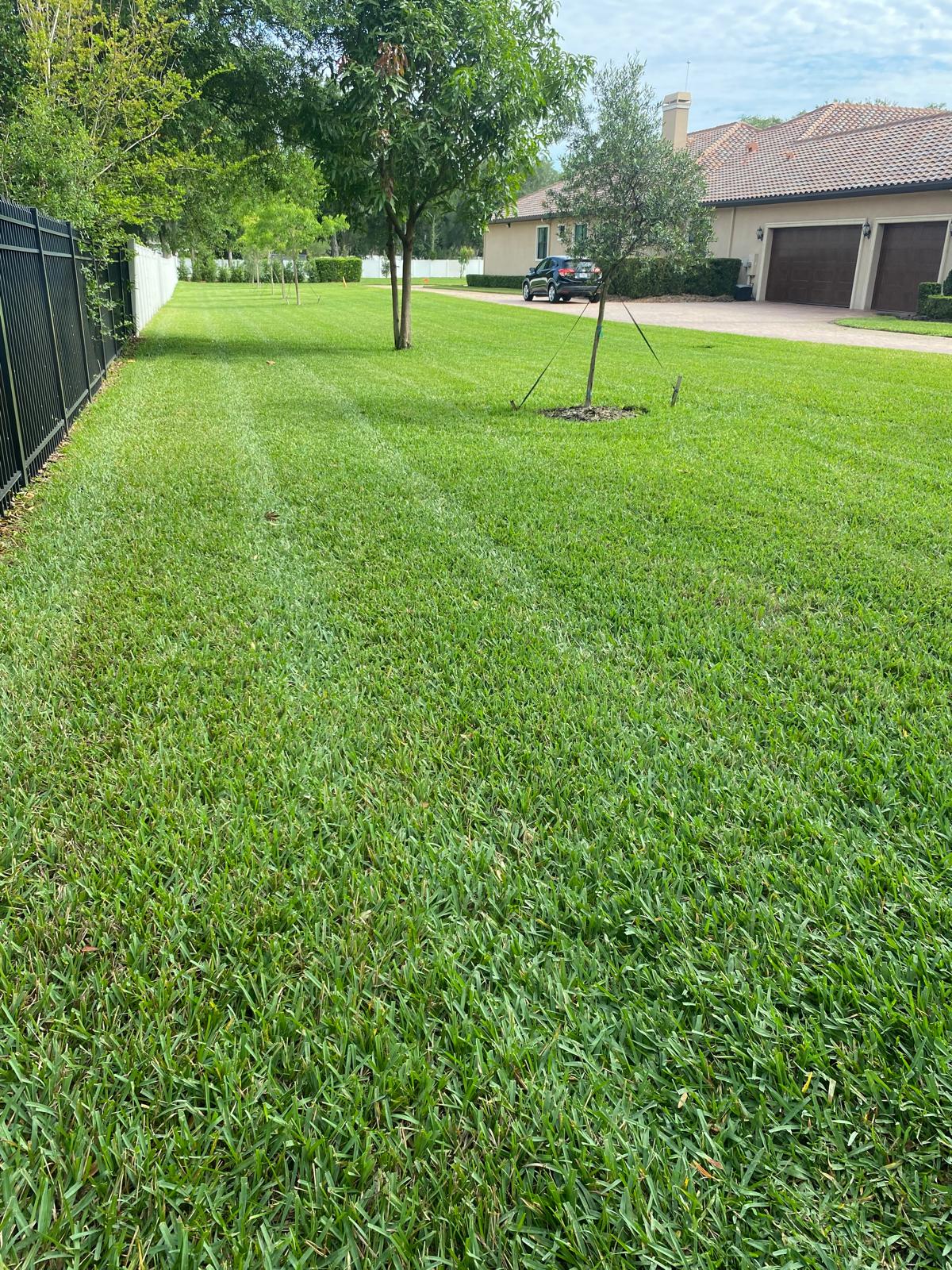 Residential Grass Cutting