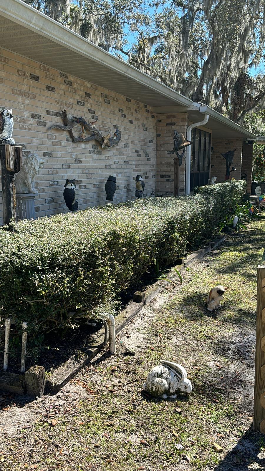 Picture of trimmed bush