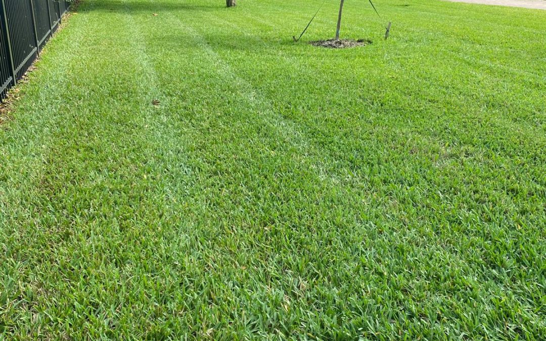 Residential Grass Cutting